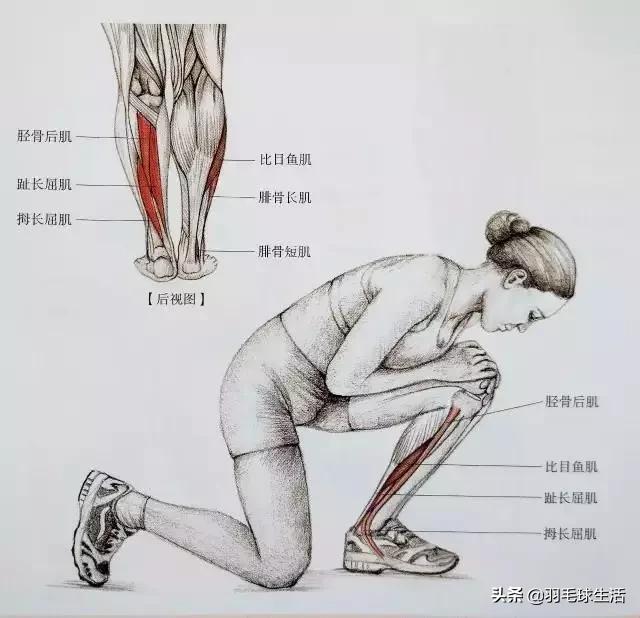 打羽毛球防止腿变粗,打羽毛球前后拉伸动作防止腿变粗