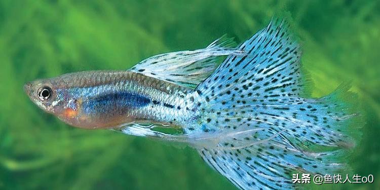 观赏鱼黄脓便怎么办,观赏鱼排出丝状粪便是什么原因