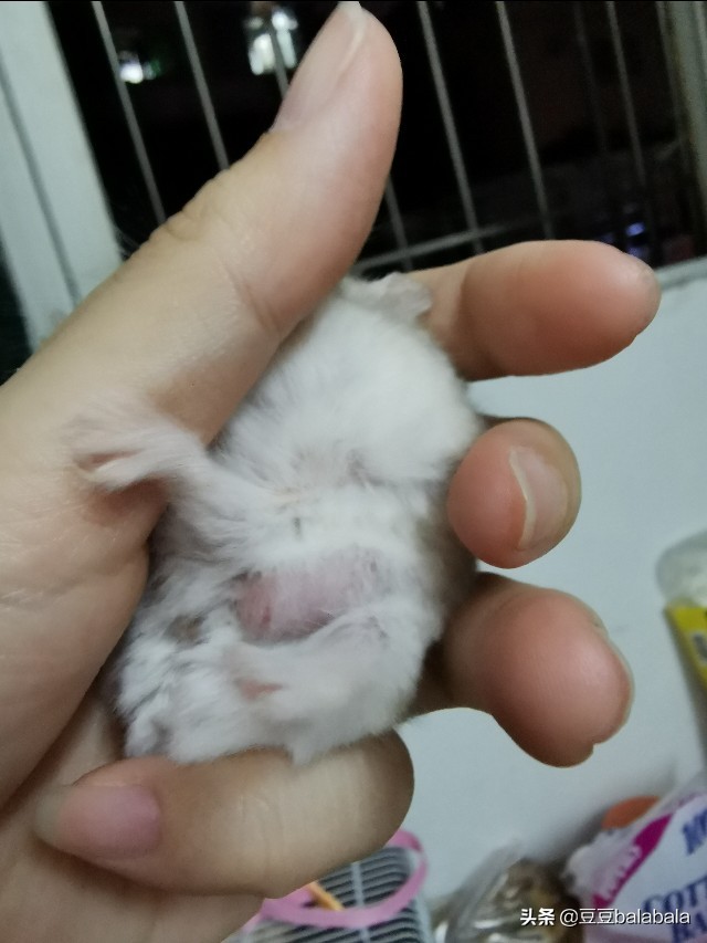 小仓鼠病好了什么症状,小仓鼠豆豆