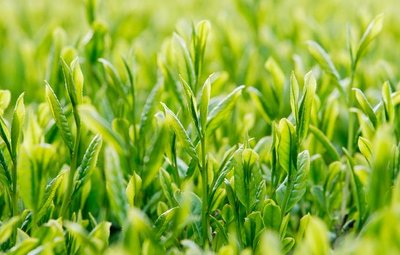 人间有仙品铁观音茶,狗牯脑茶高山云境