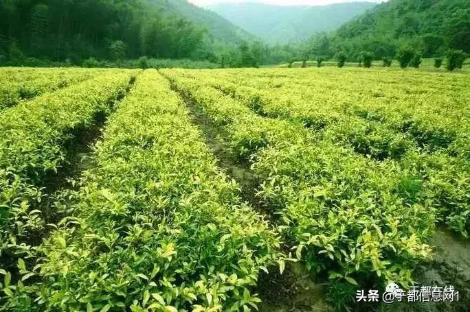 于都方志,方志于都的诗歌