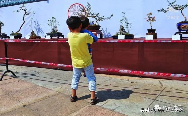 广东的盆景有哪些,适合广东玩的盆景