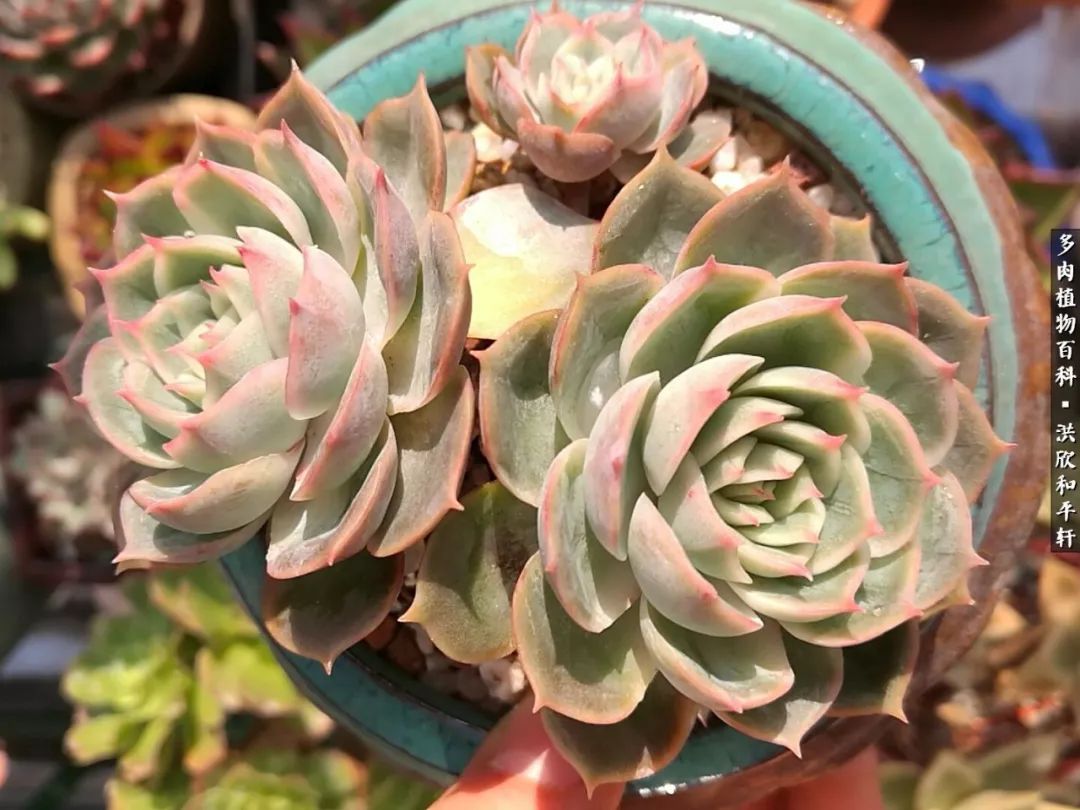 多肉的四季轮回,四季轮回多肉