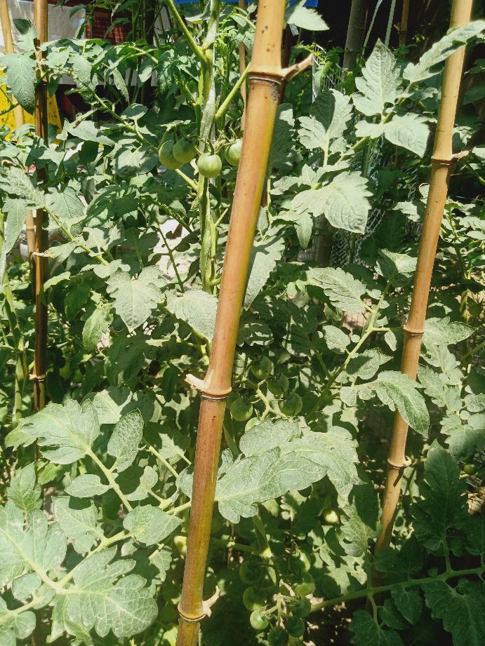 樱桃番茄最好的颜色,樱桃番茄挑选