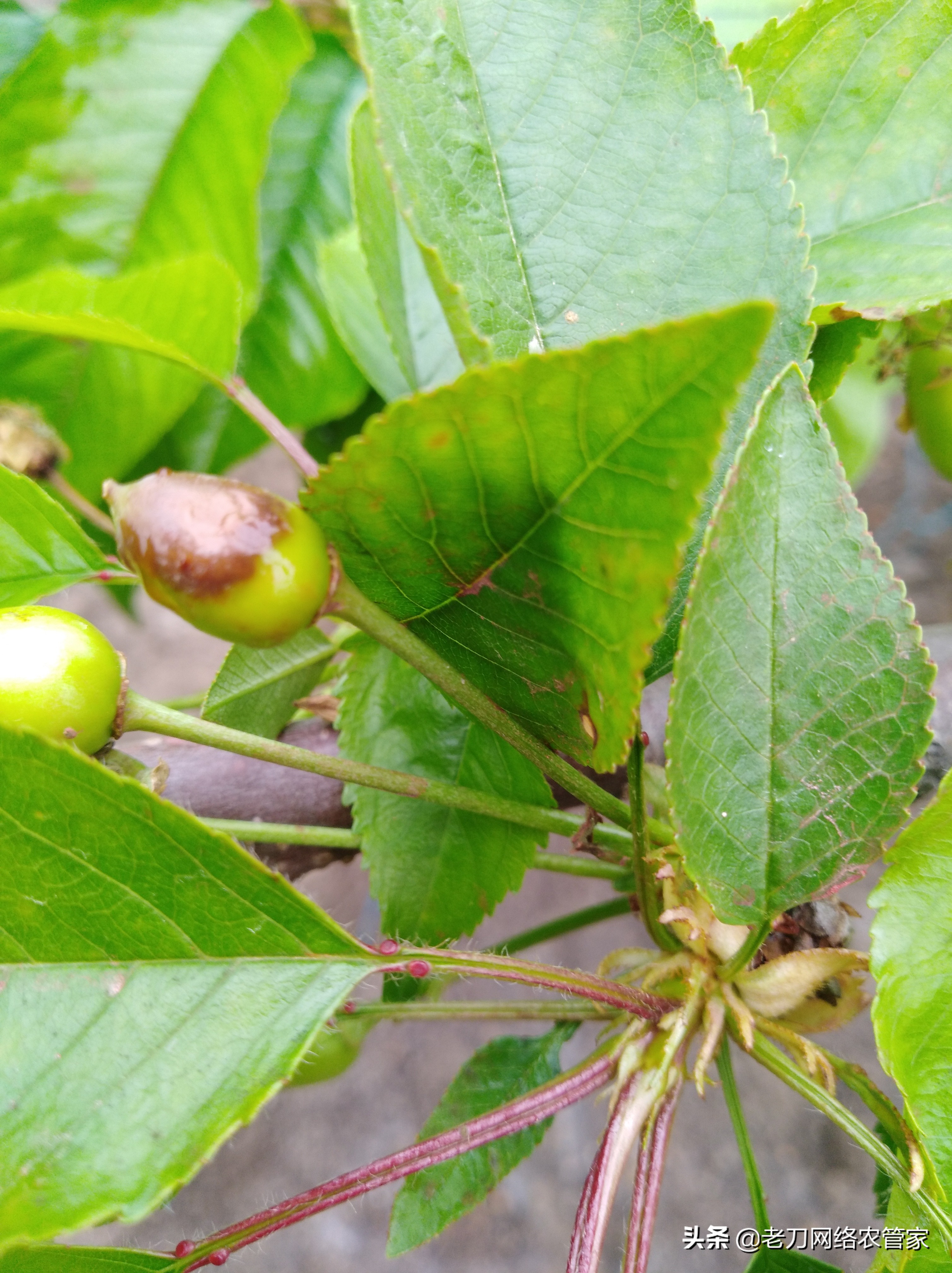 果树落果的防治方法,苹果褐腐病防治小窍门