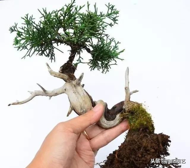 盆景花盆自制,盆景自制教程视频