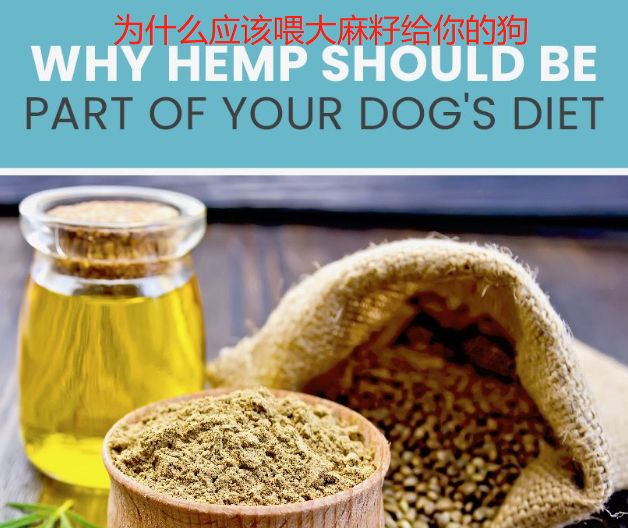 宠物亚麻籽油能代替鱼油吗,亚麻籽油猫狗能吃吗