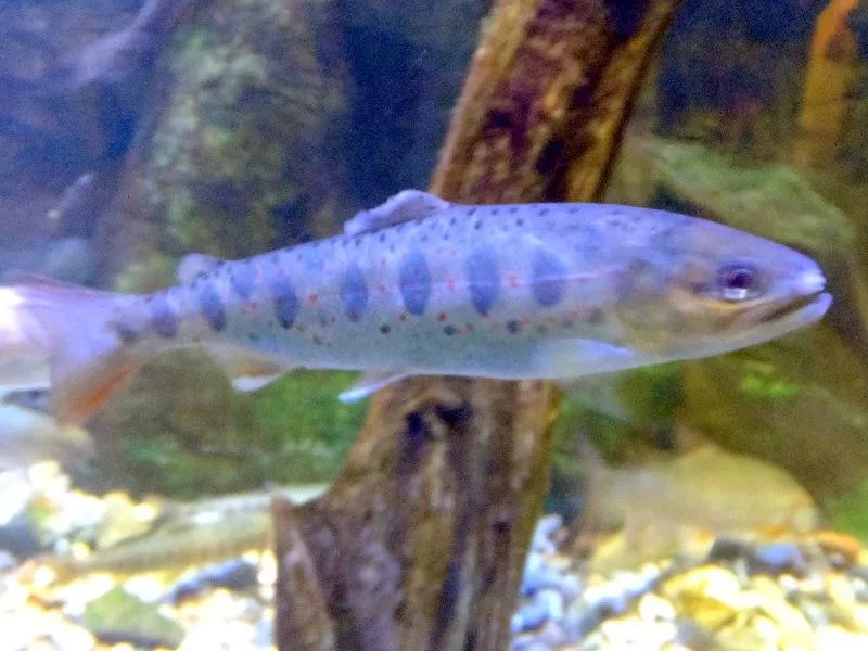 世界顶级淡水鱼大全,世界上顶级鱼类大全