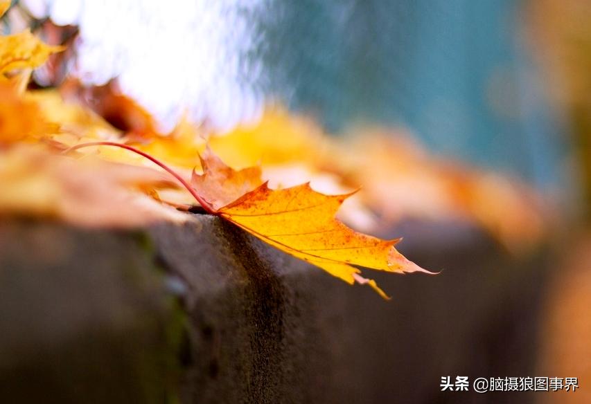 秋叶拍照构图,如何拍摄秋叶照片