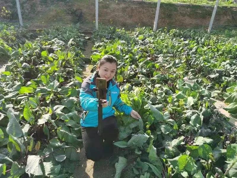 鍐滀紒涓绘挱,鍐滀紒鐩存挱