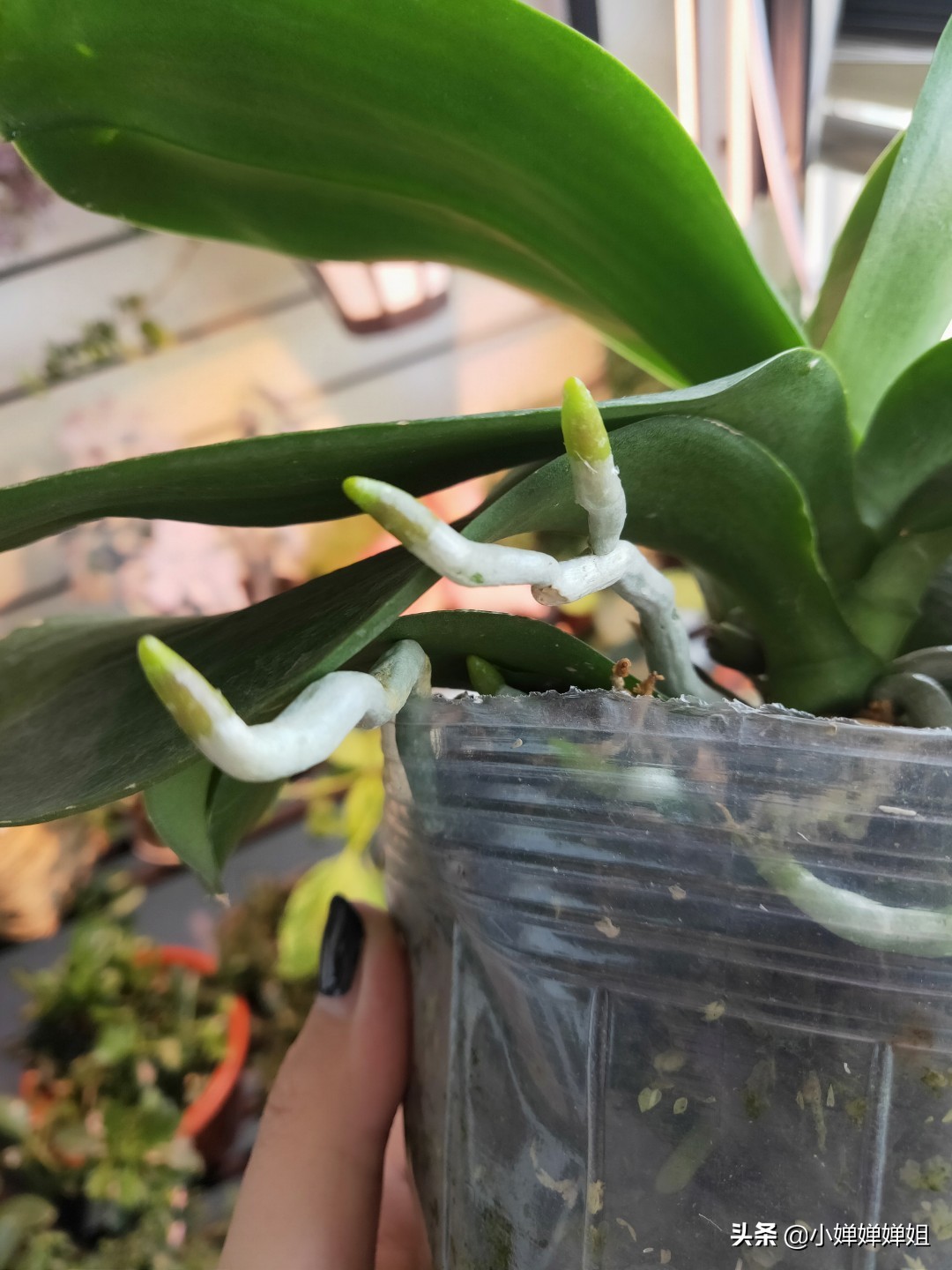 蝴蝶兰叶片变黄是怎么回事,蝴蝶兰开花叶子有褶皱咋回事