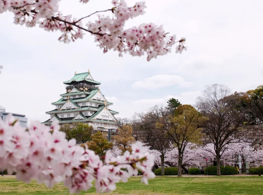 樱花前线2022年,2022第一场樱花