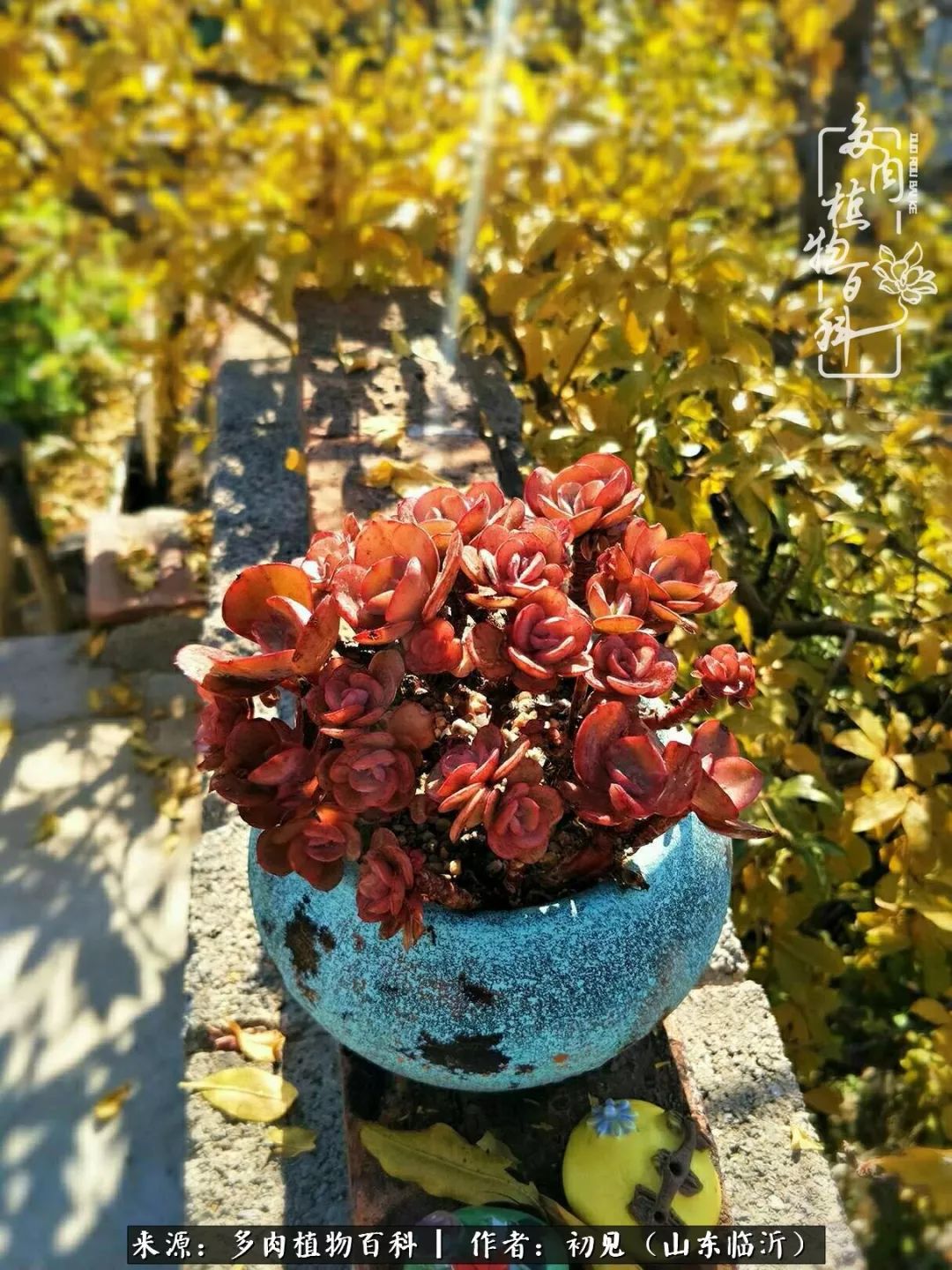 四季颜值在线的多肉,多肉的每一天