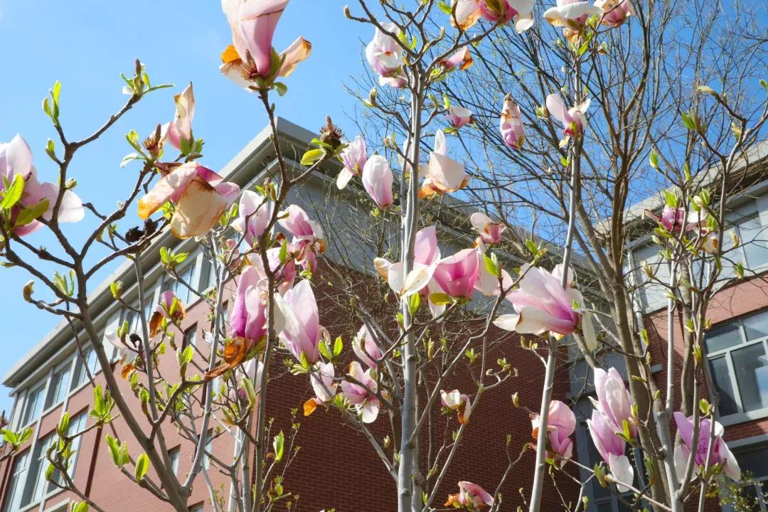 民办学校大连艺术学院全国排名,大连艺术学院辽宁排名