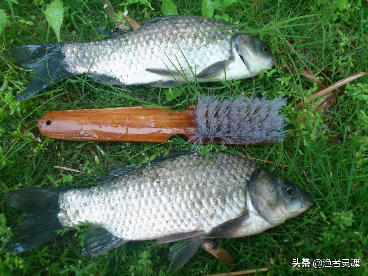野钓鲤鱼小药绝密配方大全,钓鱼技巧钓鲤鱼用什么小药