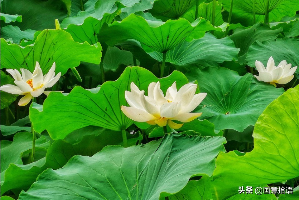 诗词鉴赏｜亭廊秀色觅荷香，月夜苍穹映碧光