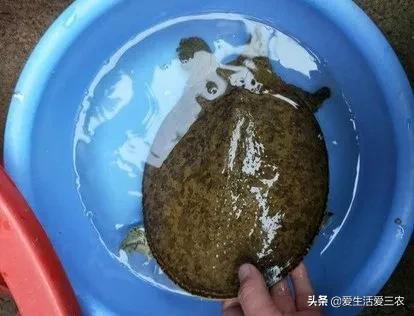 农村常见的野生动物有哪些,70年代的农村野生动物