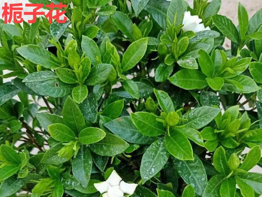 教你如何避开假货买到真品,一张图告诉你怎样分辨假货