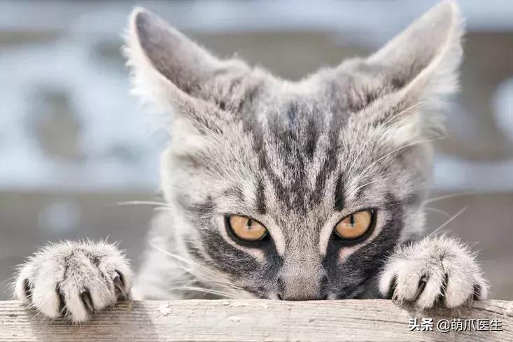 怎样让猫咪喝水才正确,猫咪进厕所喝水