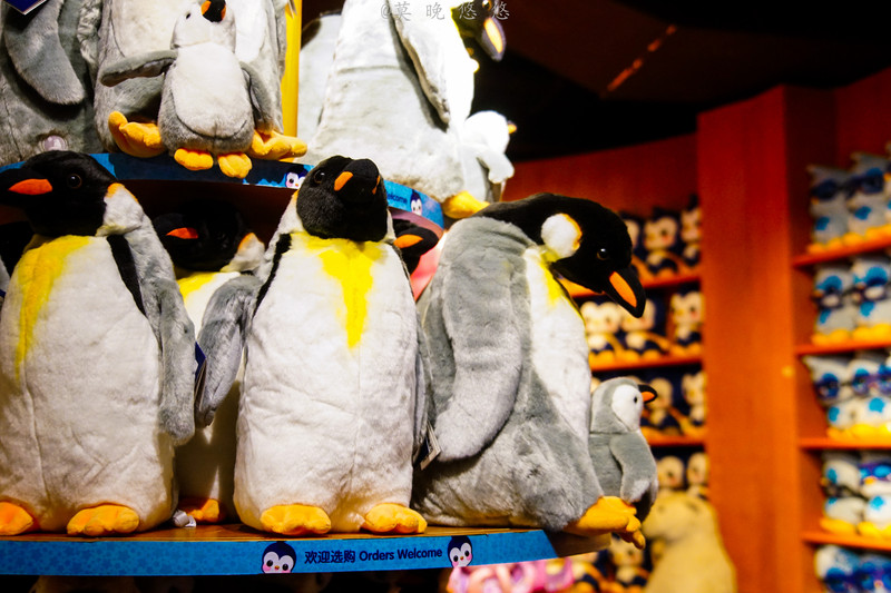 海洋极地海洋世界攻略,正佳极地海洋世界白鲸海象