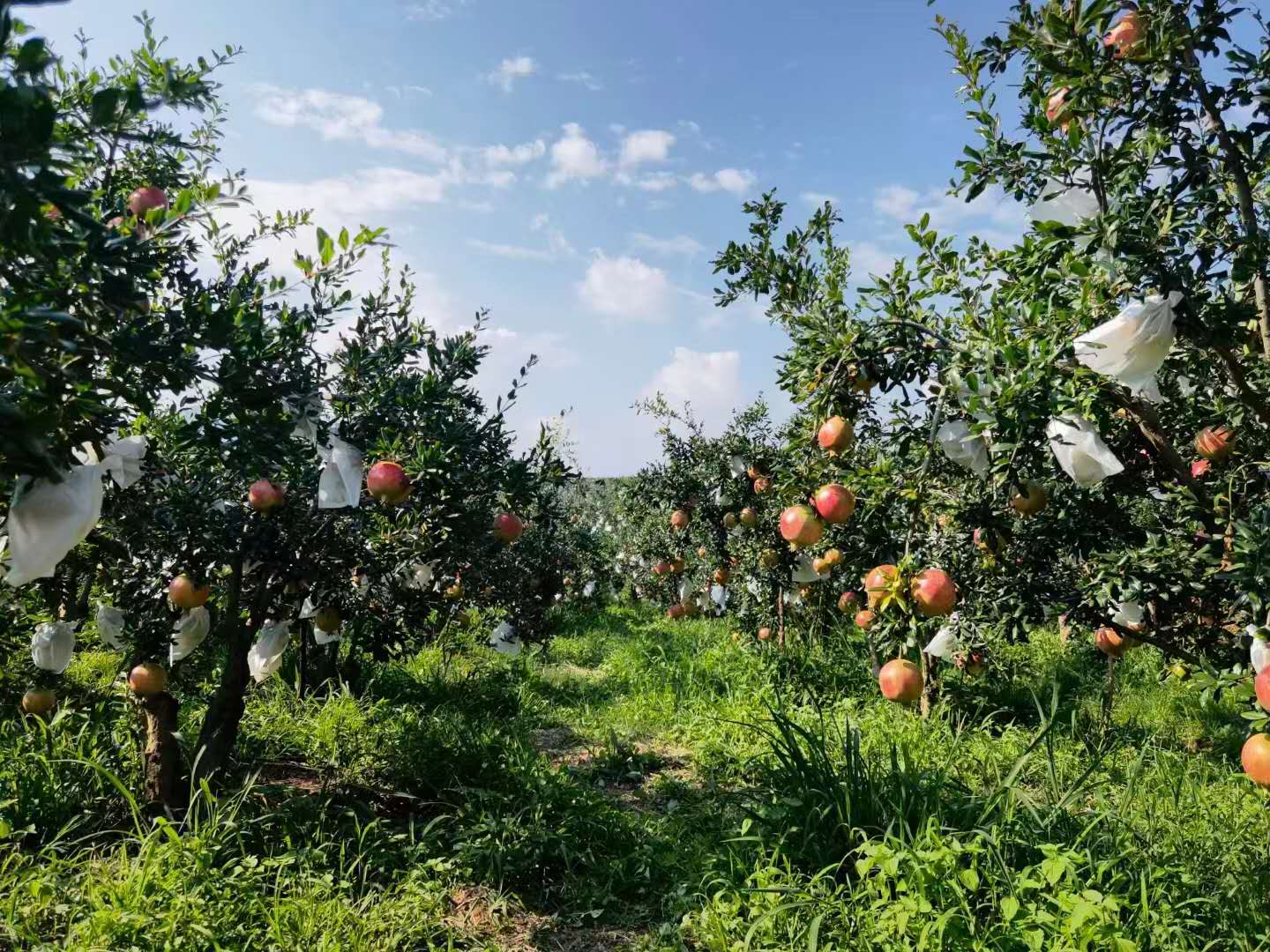 突尼斯软籽石榴快成熟了,突尼斯软籽石榴什么时候发新芽