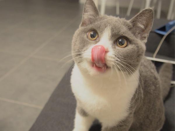 英短猫性格优点缺点,英短猫的优点