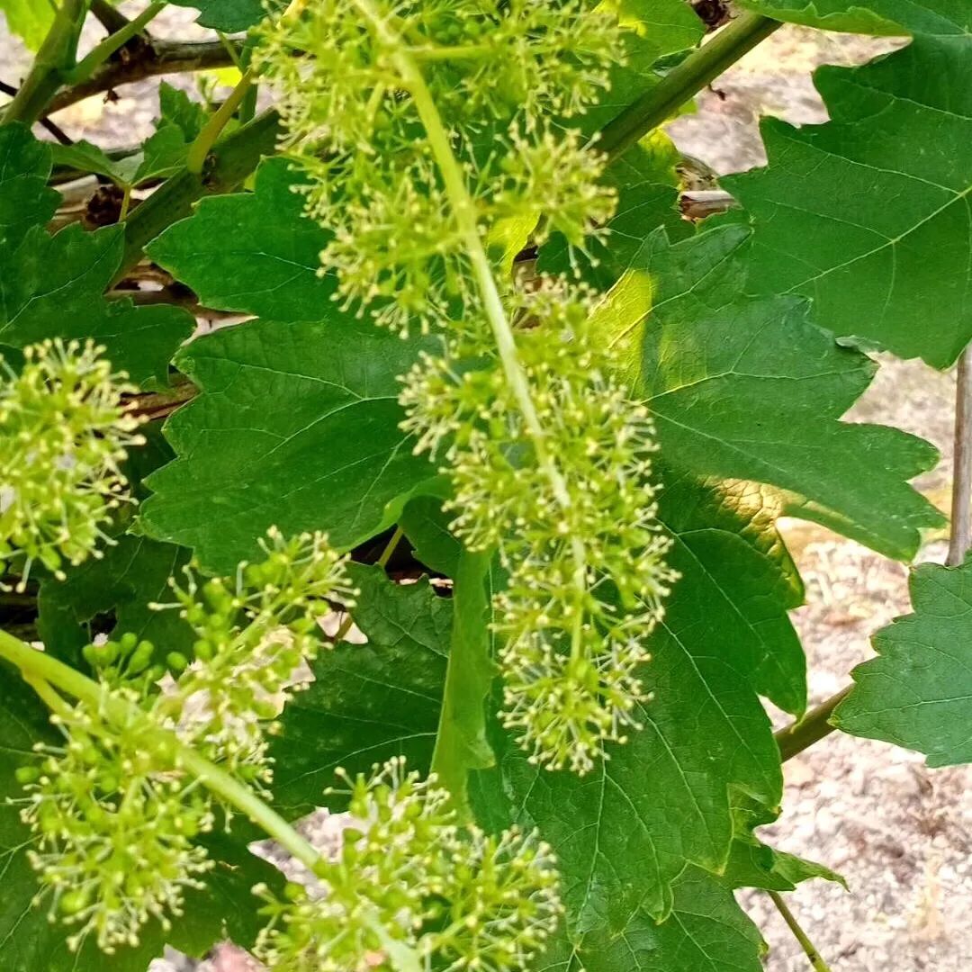 鍙ょ敯鐮斿鏃ヨ缁撳熬,鍙ょ敯鐮斿鏃ヨ