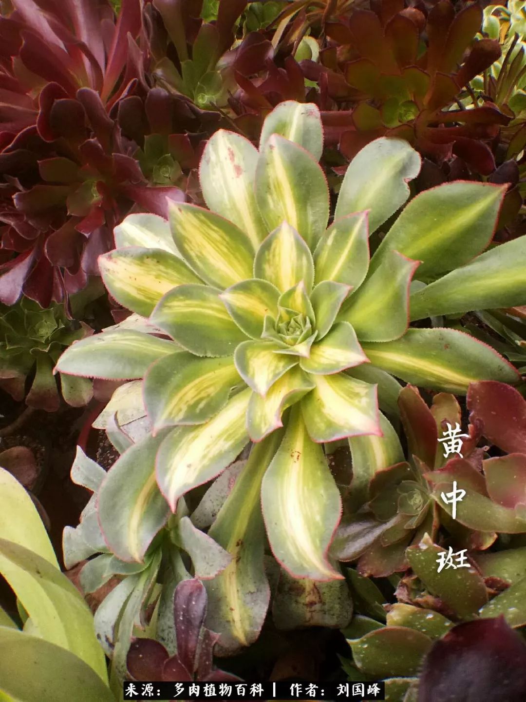 七百元打造的多肉王国，你还缺什么？