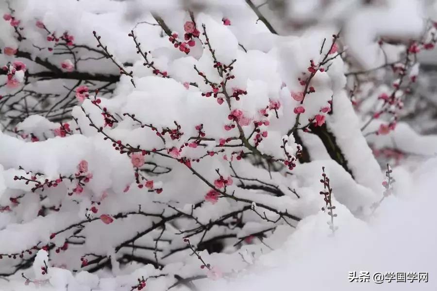 经典背诵100首古诗词,学生必背的100首古诗