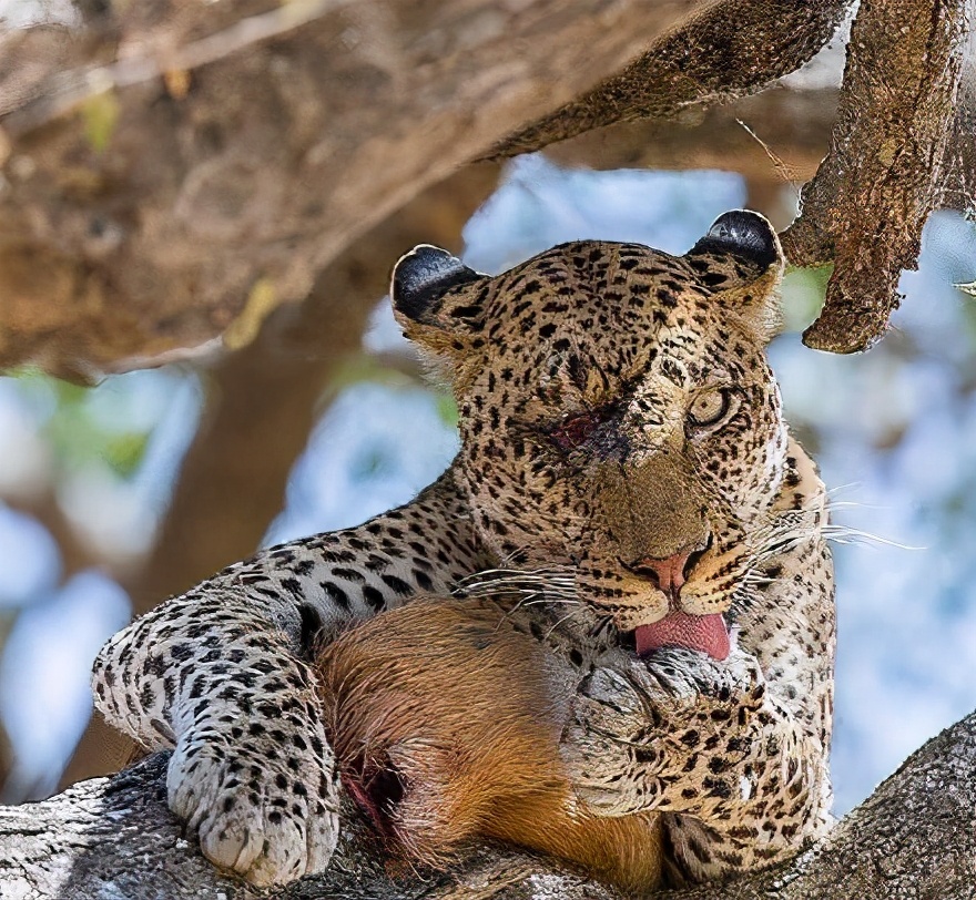 花豹遭遇狮子袭击，非洲草原的顶级猎手，却每天都伴随着生死危机