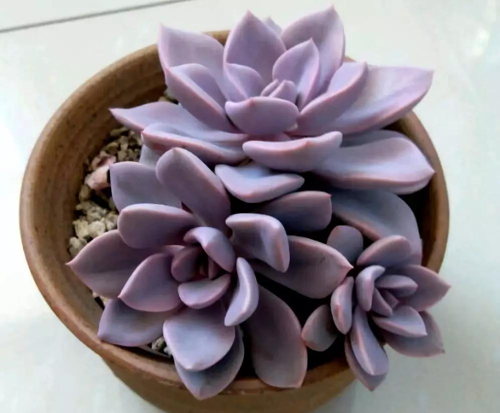 最全多肉图鉴大全,图鉴植物