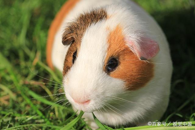 怎么挑选一只荷兰猪,如何挑选一只好的荷兰猪