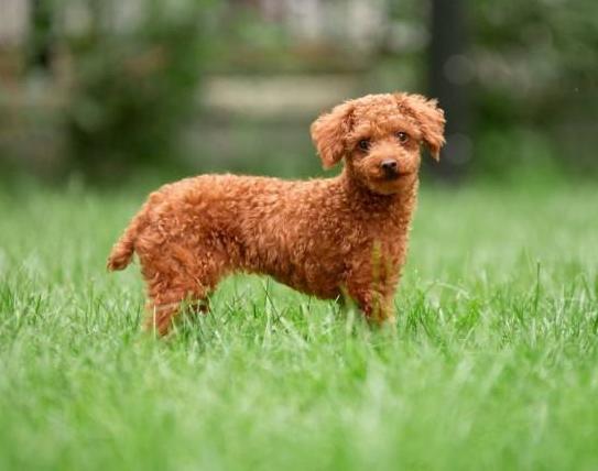 养小泰迪的必须条件