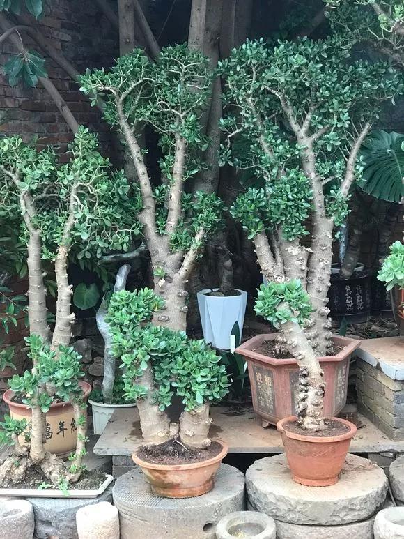 家庭盆景既好养又有观赏价值,各种小盆景大全图片