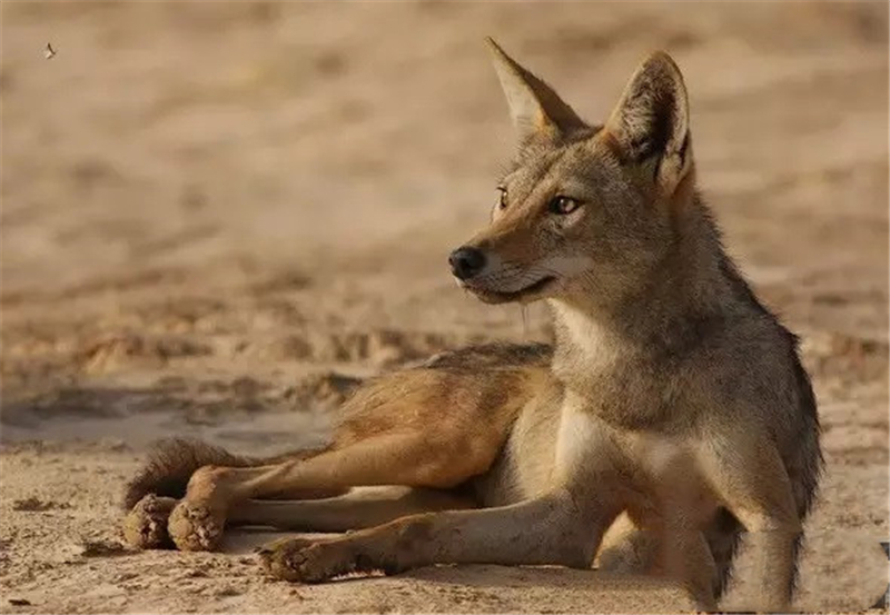 金豺和老虎,西藏金豺