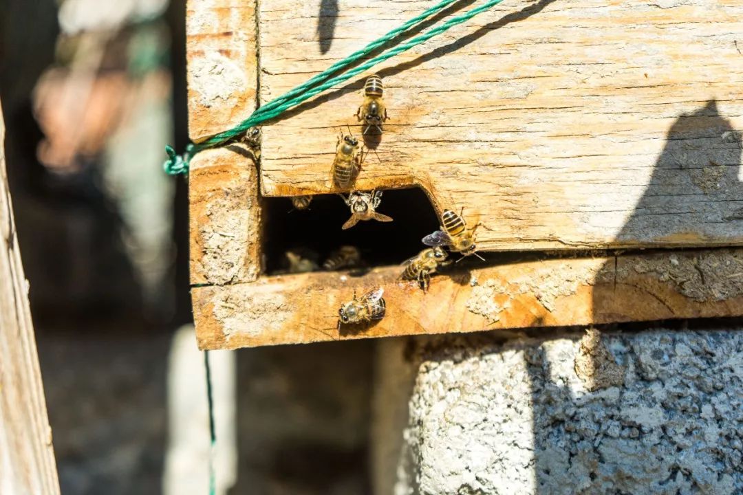 土蜂蜜取蜜全过程,土蜂蜜正确取蜜方法