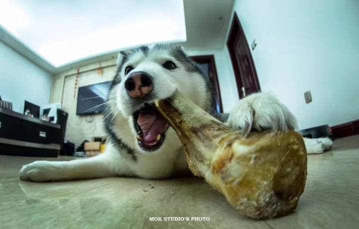 在米拍聚众吸猫吸狗是一种怎样的体验？