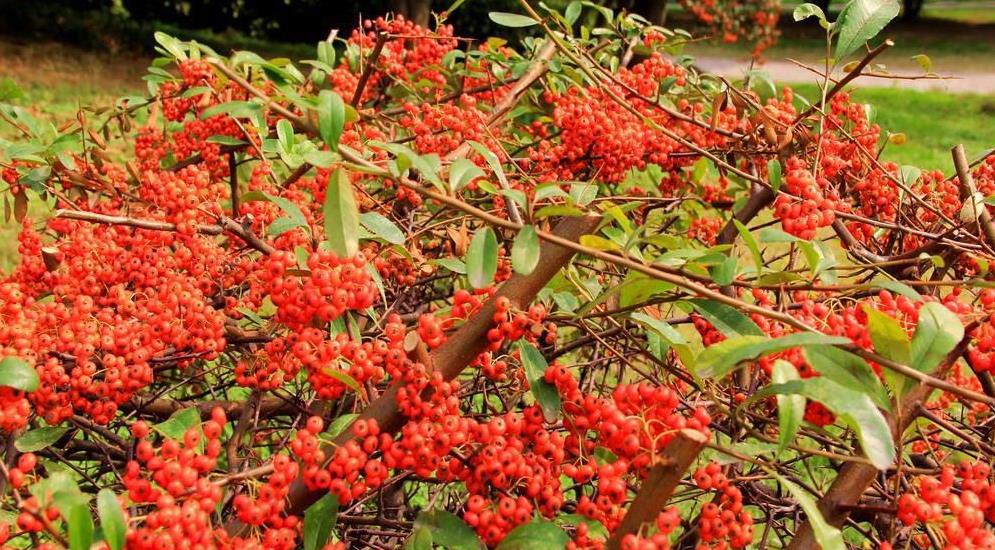 火棘吉祥果种植方法,火棘适合在广东种植吗