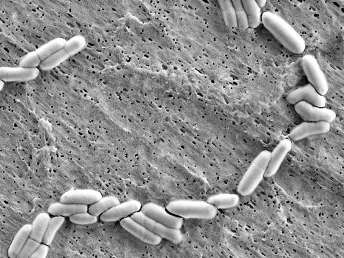 水产养殖培菌作用,水产养殖为什么要养菌