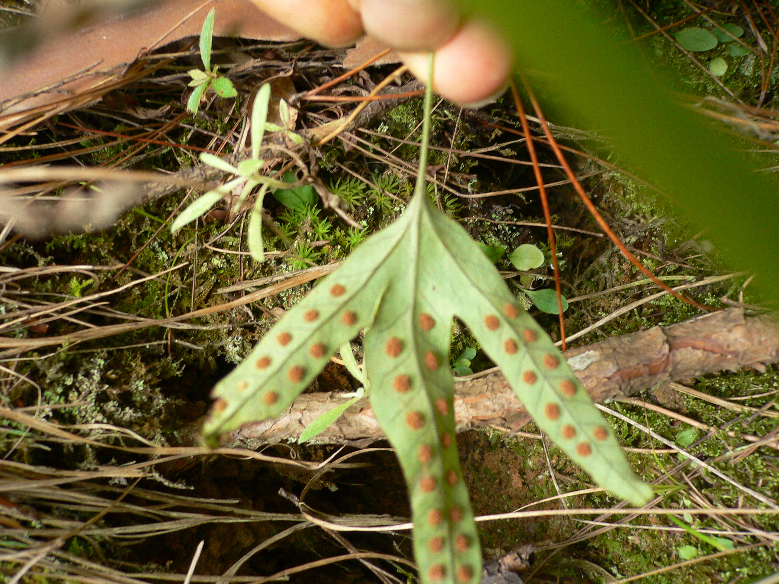 中药金鸡脚功效与作用,中药材独脚金鸡