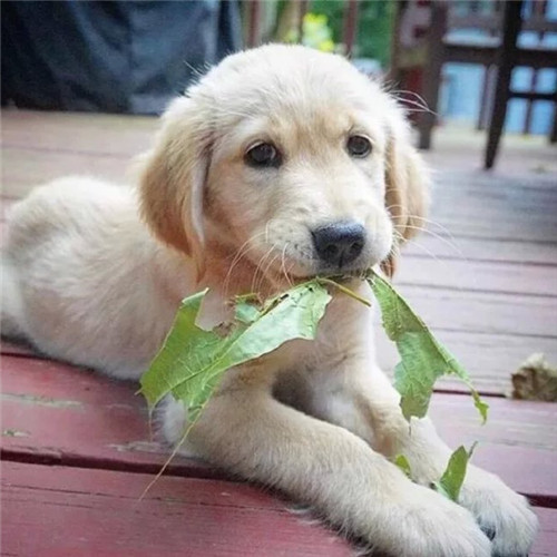 金毛正确喂养,金毛喂养的6大原则