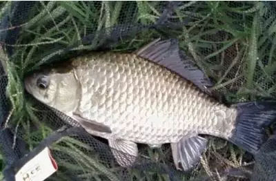 串钩野钓大板鲫简单实用的好方法,冬天钓大板鲫用手竿好还是串钩好