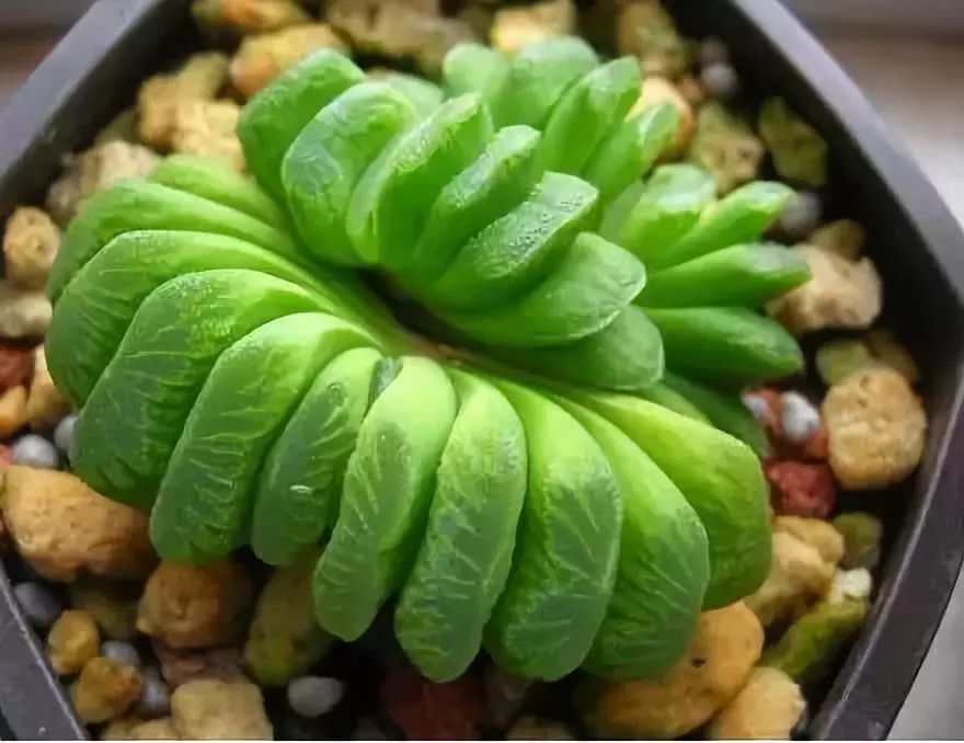 这才是世界上最贵的花卉,十大名贵花卉家养