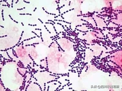 兔兔应该怎么预防疾病,兔兔患病的症状有哪些