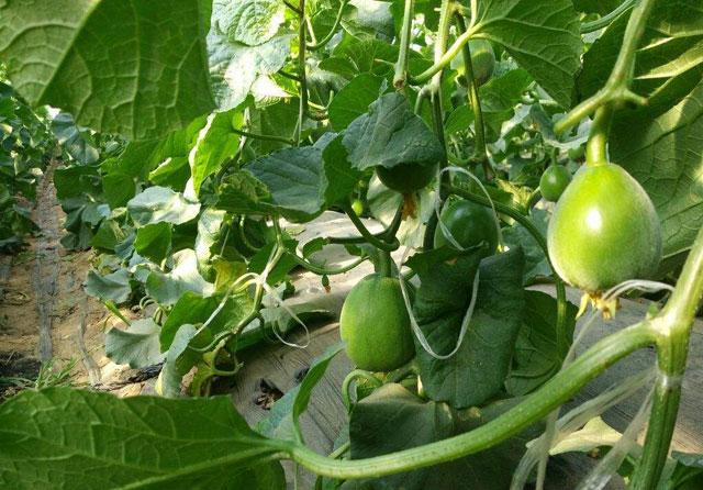 绿宝甜瓜授粉后幼瓜裂瓜怎么解决,绿宝瓜裂瓜怎么办