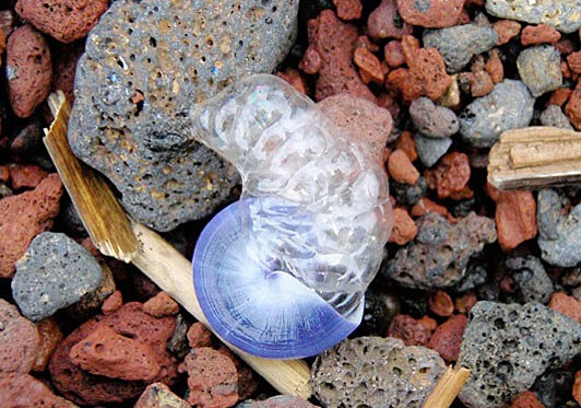 大千世界追寻神秘生物,大千世界昆虫