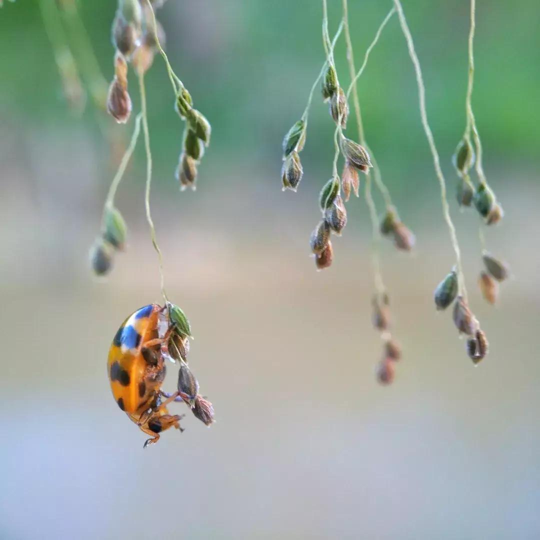 手把手教你拍摄微距花,春天拍花卉微距摄影镜头推荐