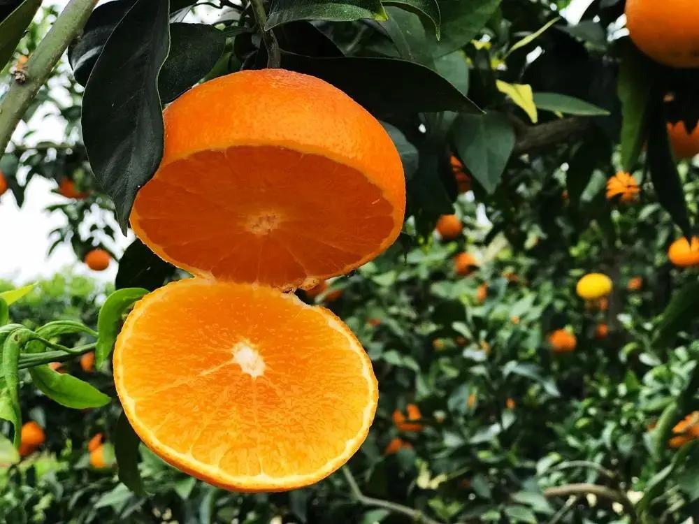 喜讯!可可(荆门)农业股份有限公司荣获中国良好农业规范(ChinaGAP)认证