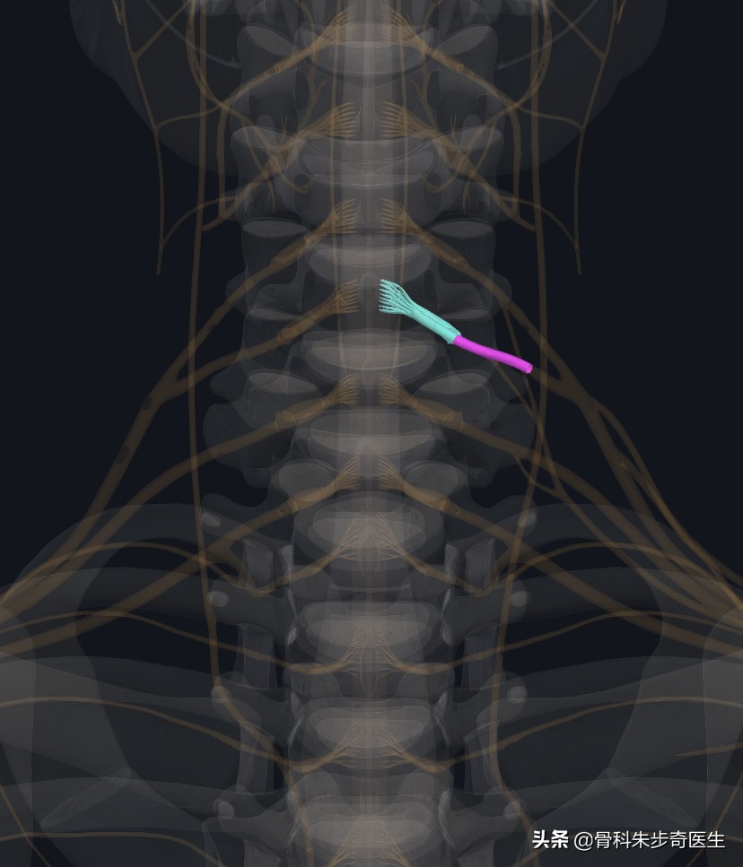 快速辨别手麻是否颈椎病引起,颈椎病手麻是什么原因