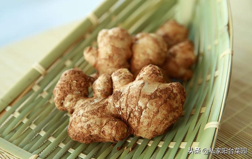 教你自家盆栽种姜,家里种姜的正确方法和步骤